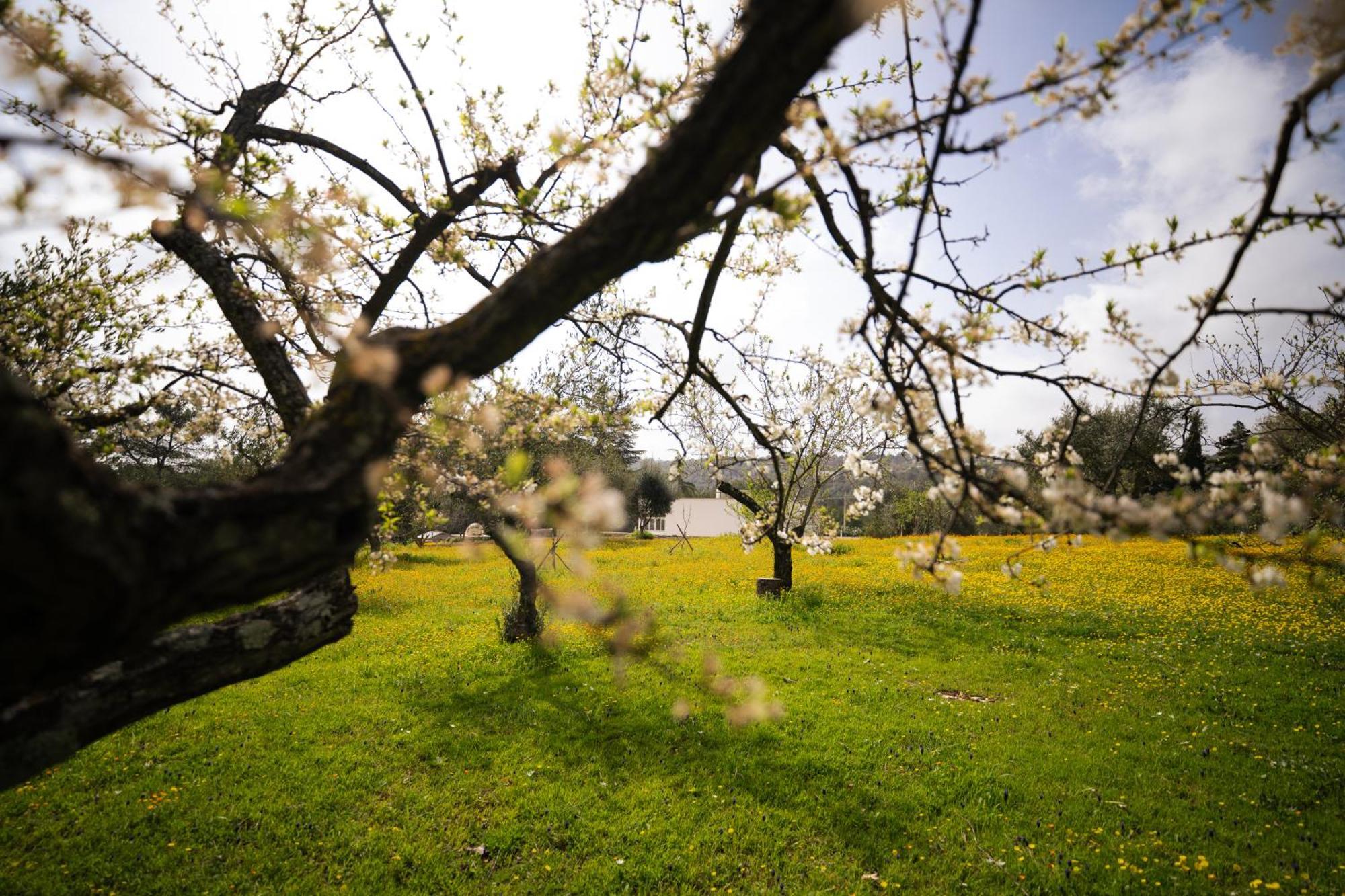 Villa Trulli Magda Martina Franca Esterno foto